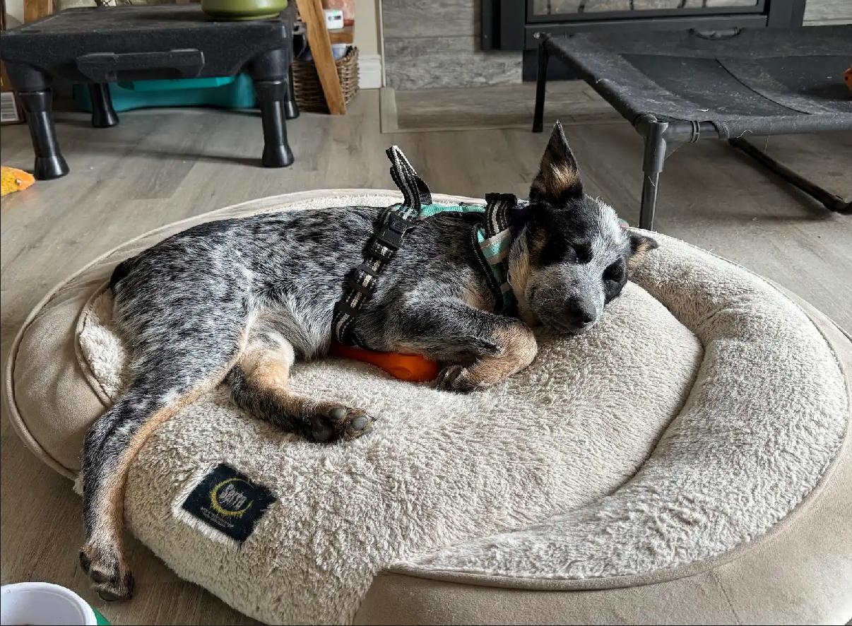 Enlarge Betty, a Adopted Australian Cattle Dog / Blue Heeler in Oakville, WA image 5/5