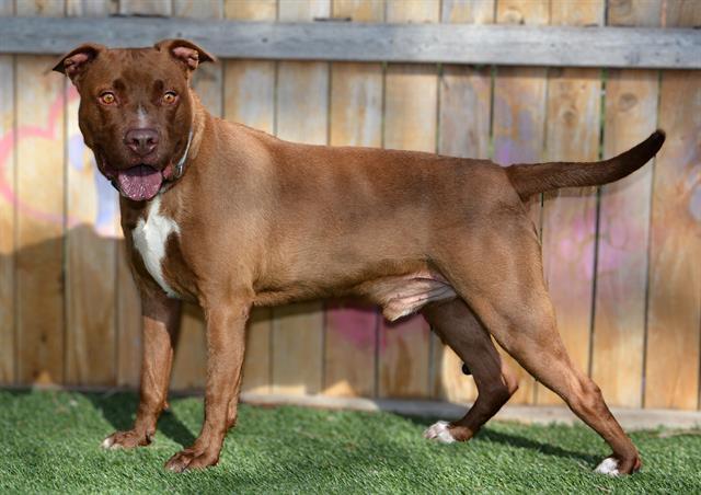 Enlarge PASTRAMI, a Adoptable mixed breed in West Valley City, UT image 1/1