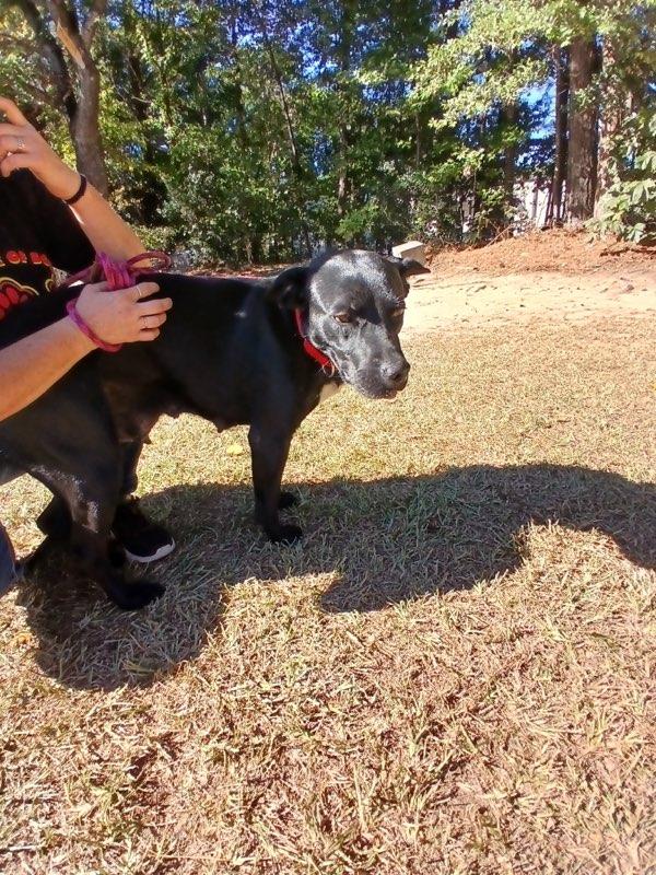 Enlarge Juniper, a Adoptable mixed breed in Smyrna, GA image 1/3
