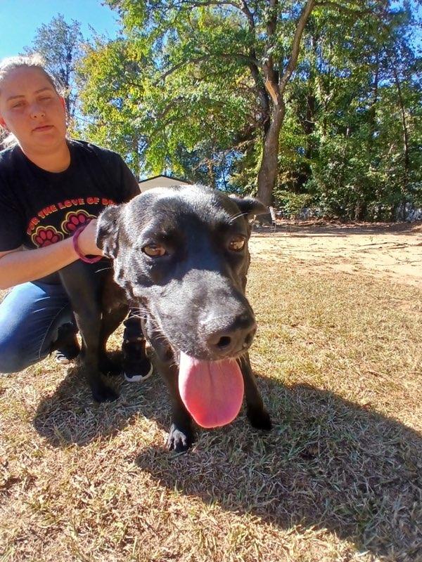 Juniper, Adoptable, Adult Female Labrador Retriever.