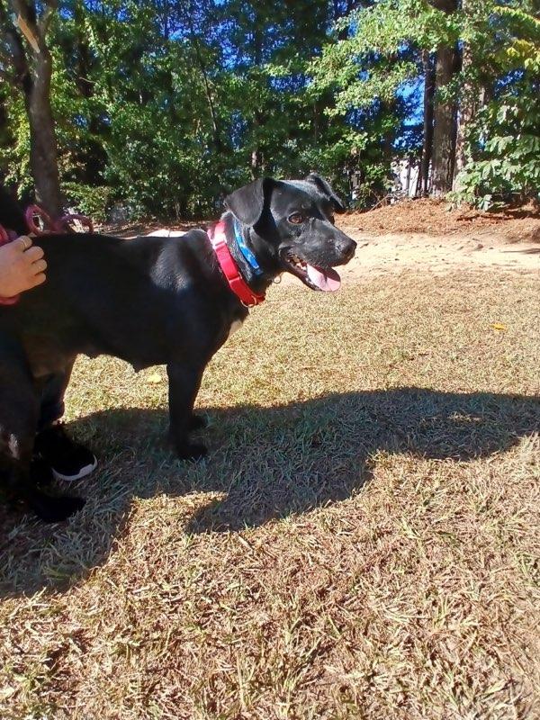 Enlarge Juniper, a Adoptable mixed breed in Smyrna, GA image 3/3
