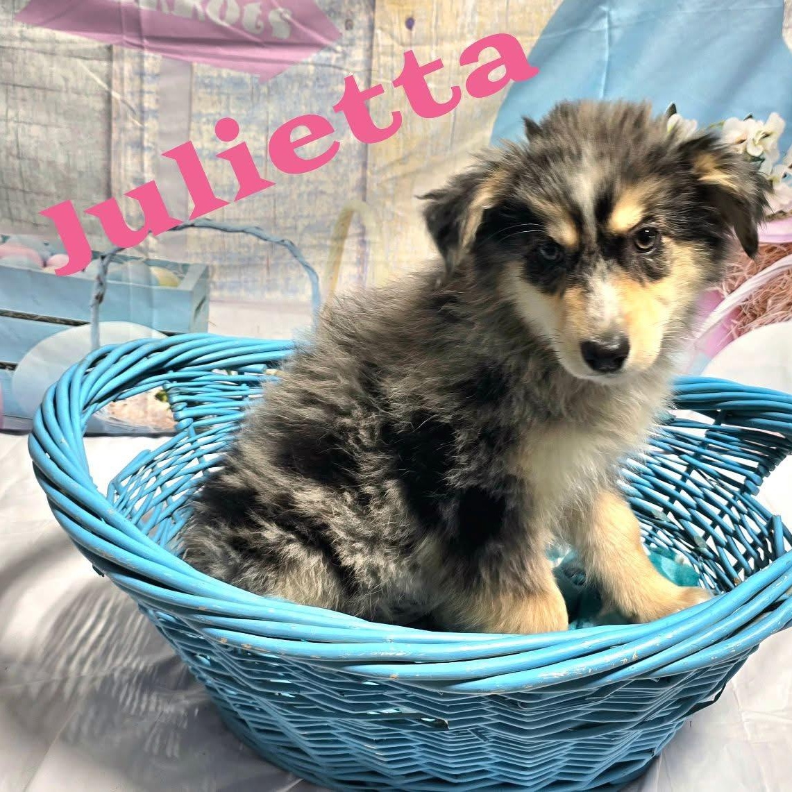 Enlarge Julietta, an adopted mixed breed in Joliet, IL image 1/1