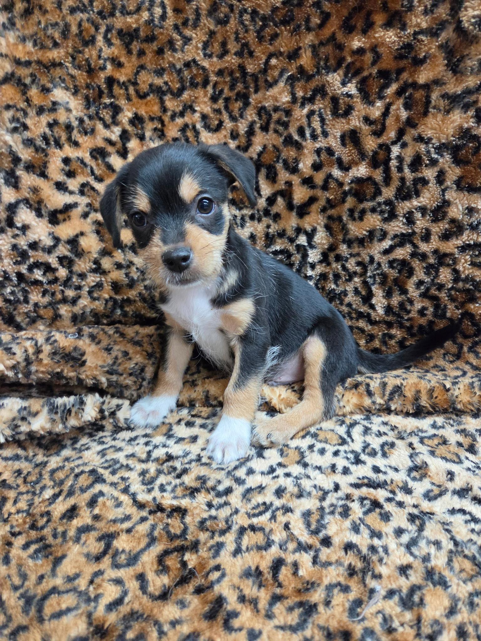 Enlarge Rocky, a Adopted mixed breed in El Centro, CA image 1/3