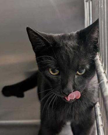 MASQUE, Adopted, Young Male Domestic Short Hair.