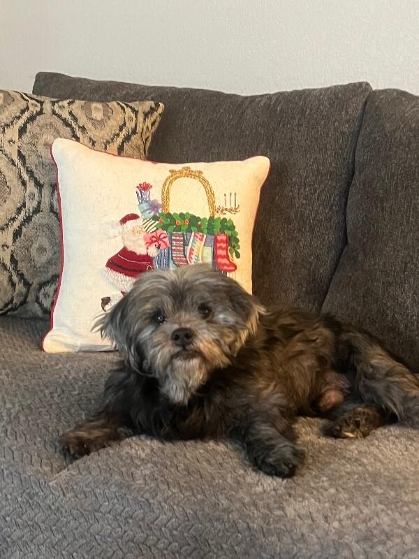 Brogan, Adoptable, Adult Male Shih Tzu & Mixed Breed.