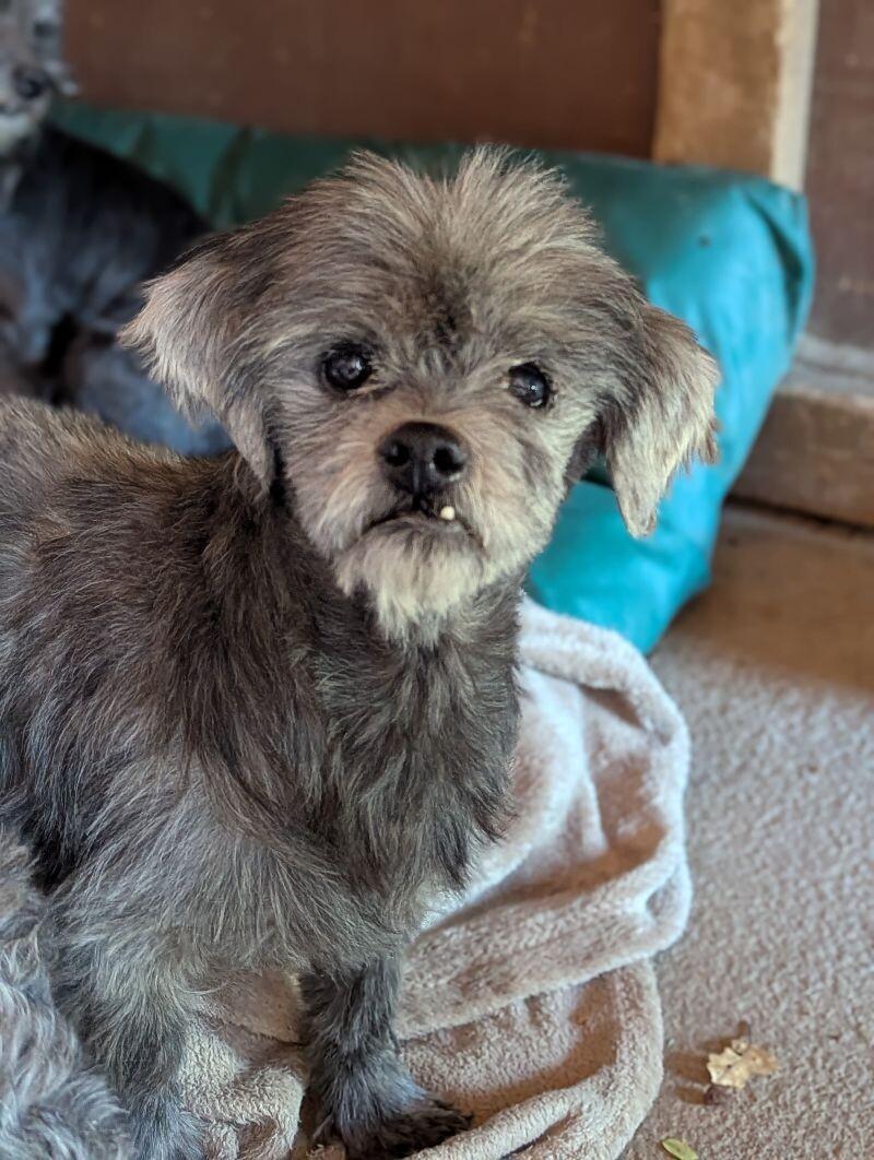 Brogan, a Adoptable mixed breed in Windsor, CO image 1/4