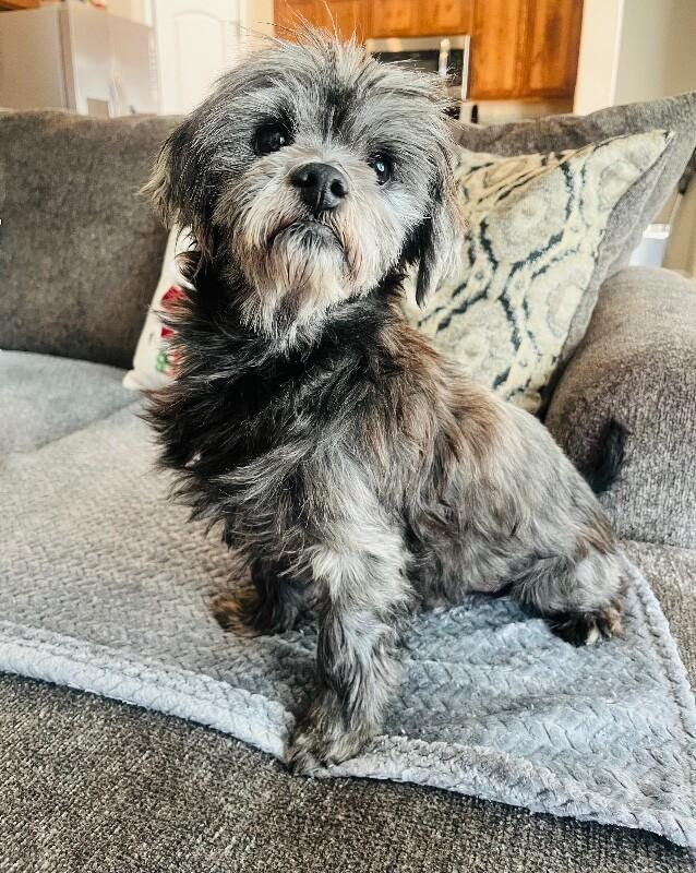 Brogan, a Adoptable mixed breed in Windsor, CO image 2/5