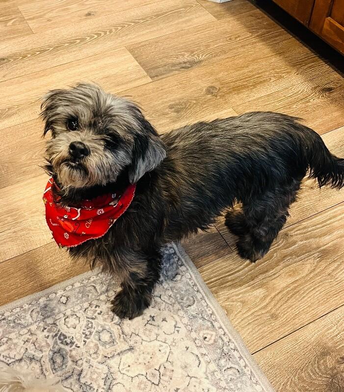 Brogan, a Adoptable mixed breed in Windsor, CO image 2/4