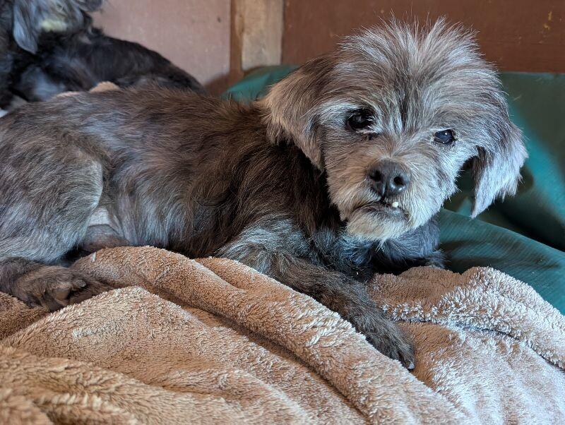 Brogan, a Adoptable mixed breed in Windsor, CO image 3/4