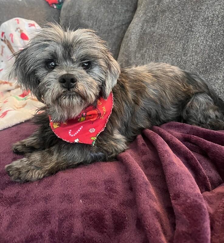 Brogan, a Adoptable mixed breed in Windsor, CO image 4/4