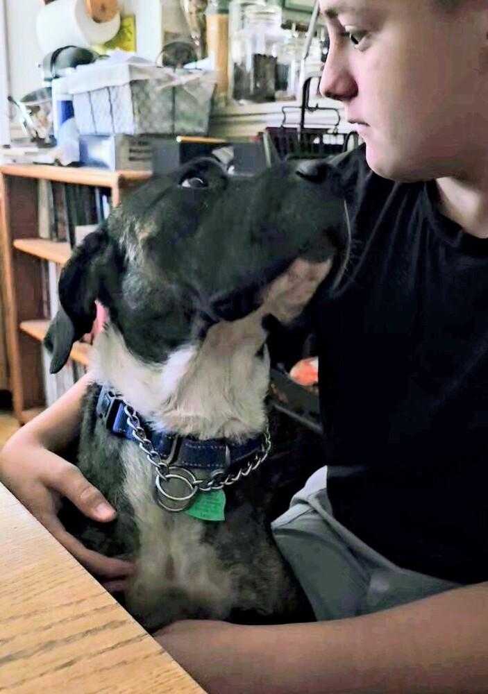 Zeva, Adoptable, Adult Female Shar-Pei & Mixed Breed.