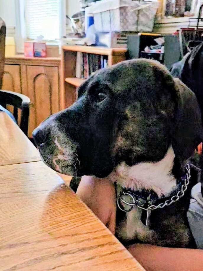 Zeva, a Adoptable mixed breed in Evergreen, CO image 1/6