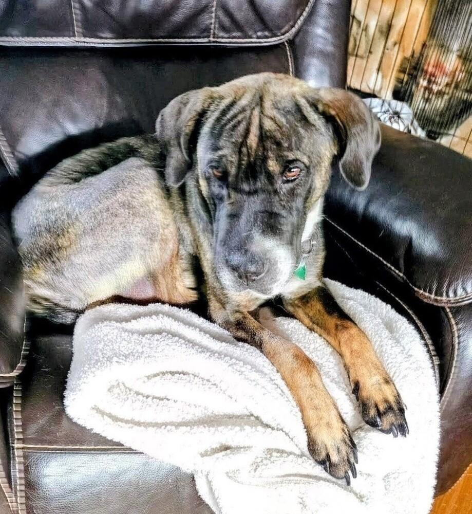 Zeva, a Adoptable mixed breed in Evergreen, CO image 2/6