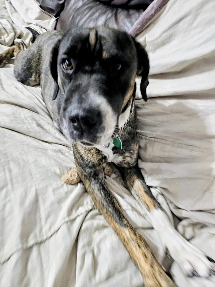 Zeva, a Adoptable mixed breed in Evergreen, CO image 3/6