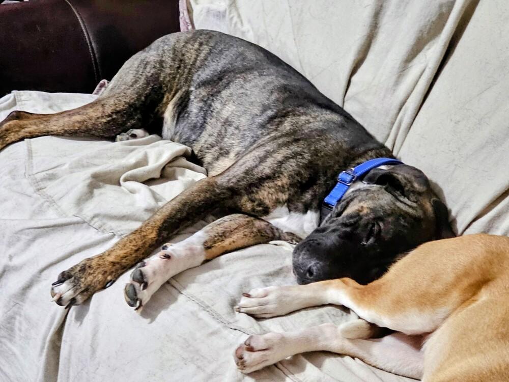 Zeva, a Adoptable mixed breed in Evergreen, CO image 4/6