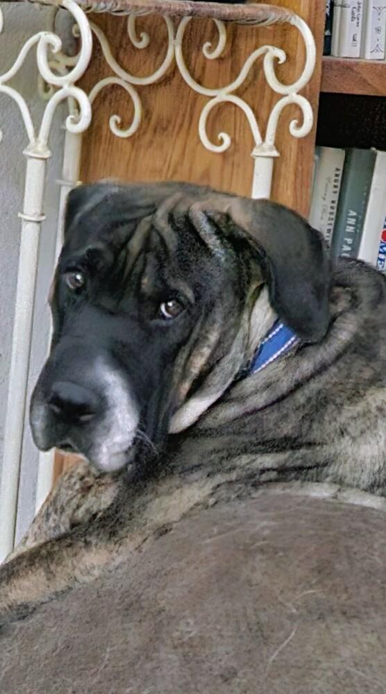Zeva, a Adoptable mixed breed in Evergreen, CO image 4/6