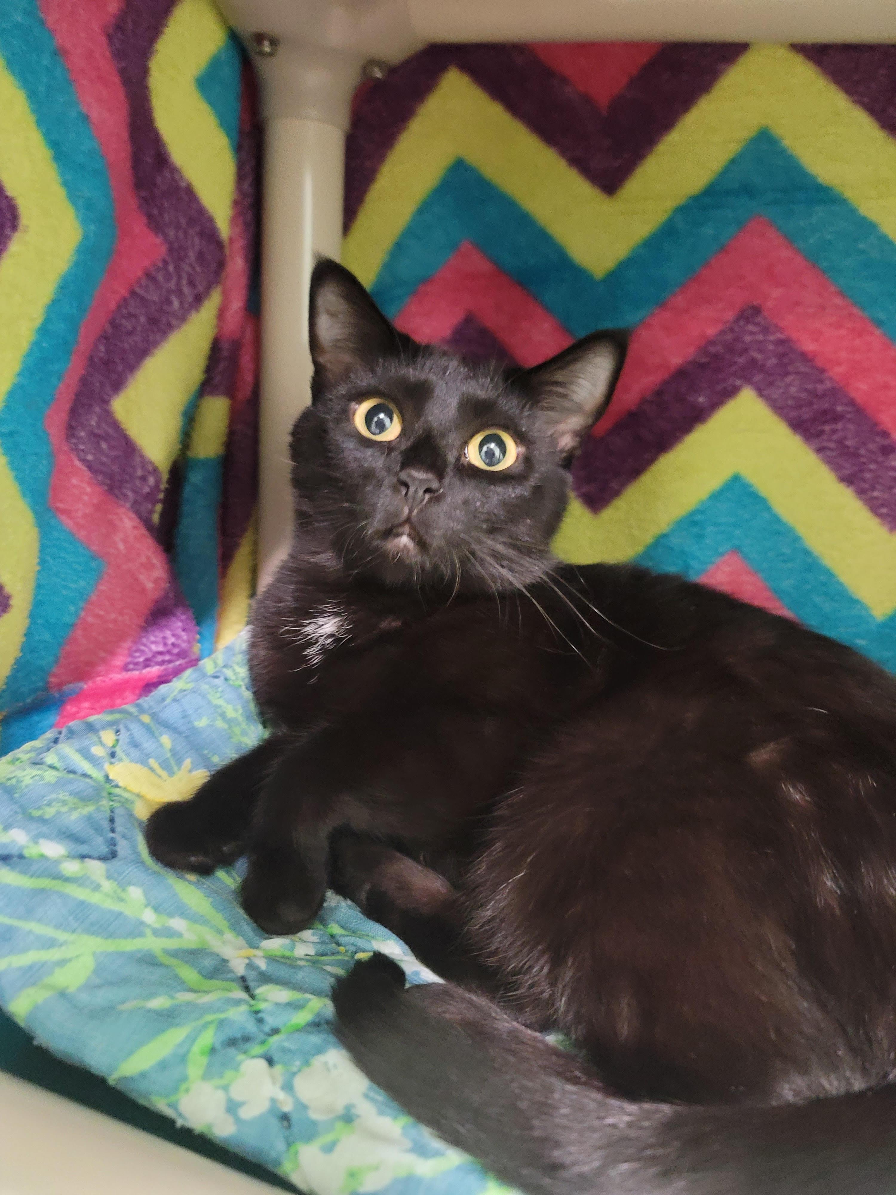 Lilith, an adoptable Domestic Short Hair in Juneau, AK, 99801 | Photo Image 1