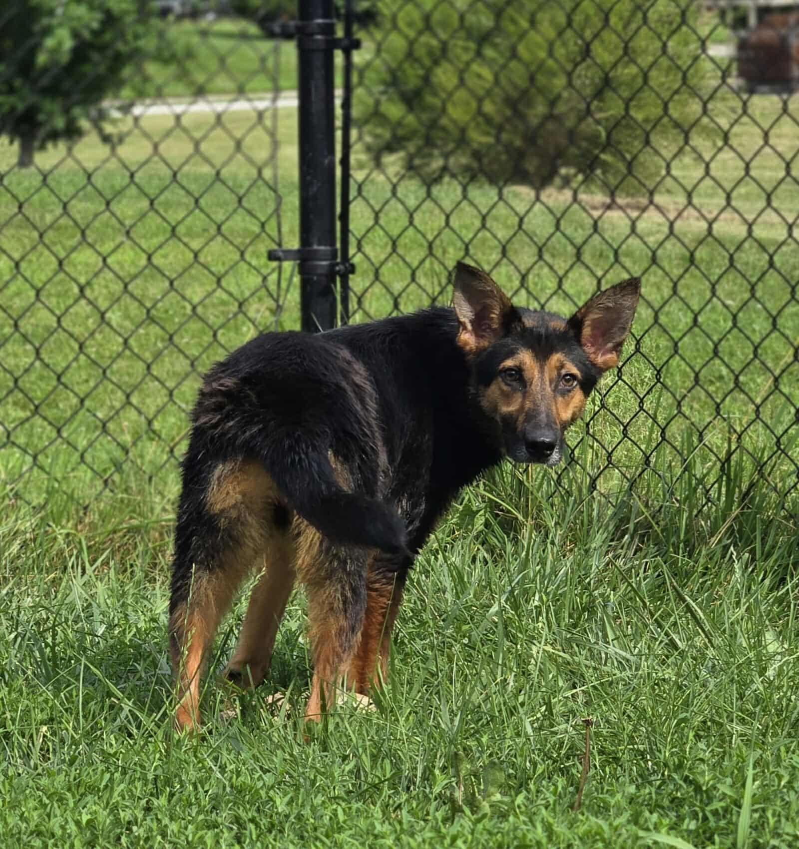Ellie