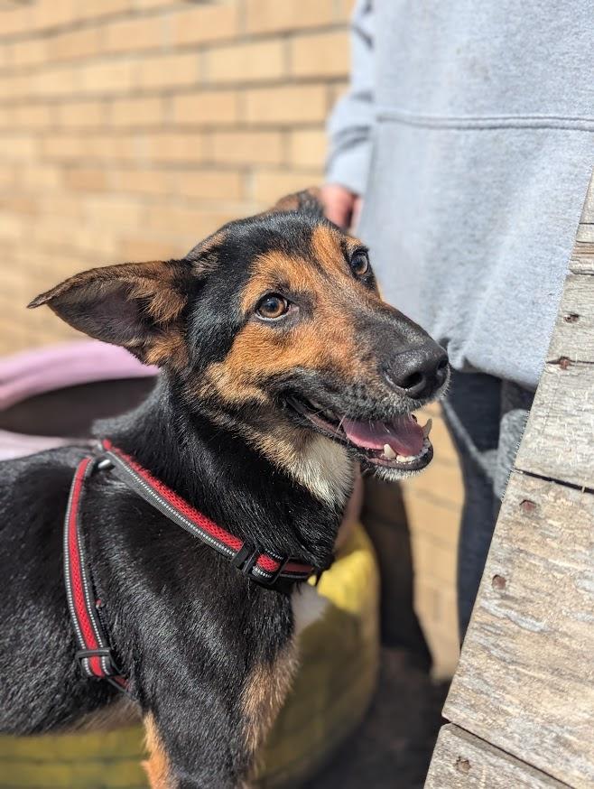 Ellie, Young Female German Shepherd Dog