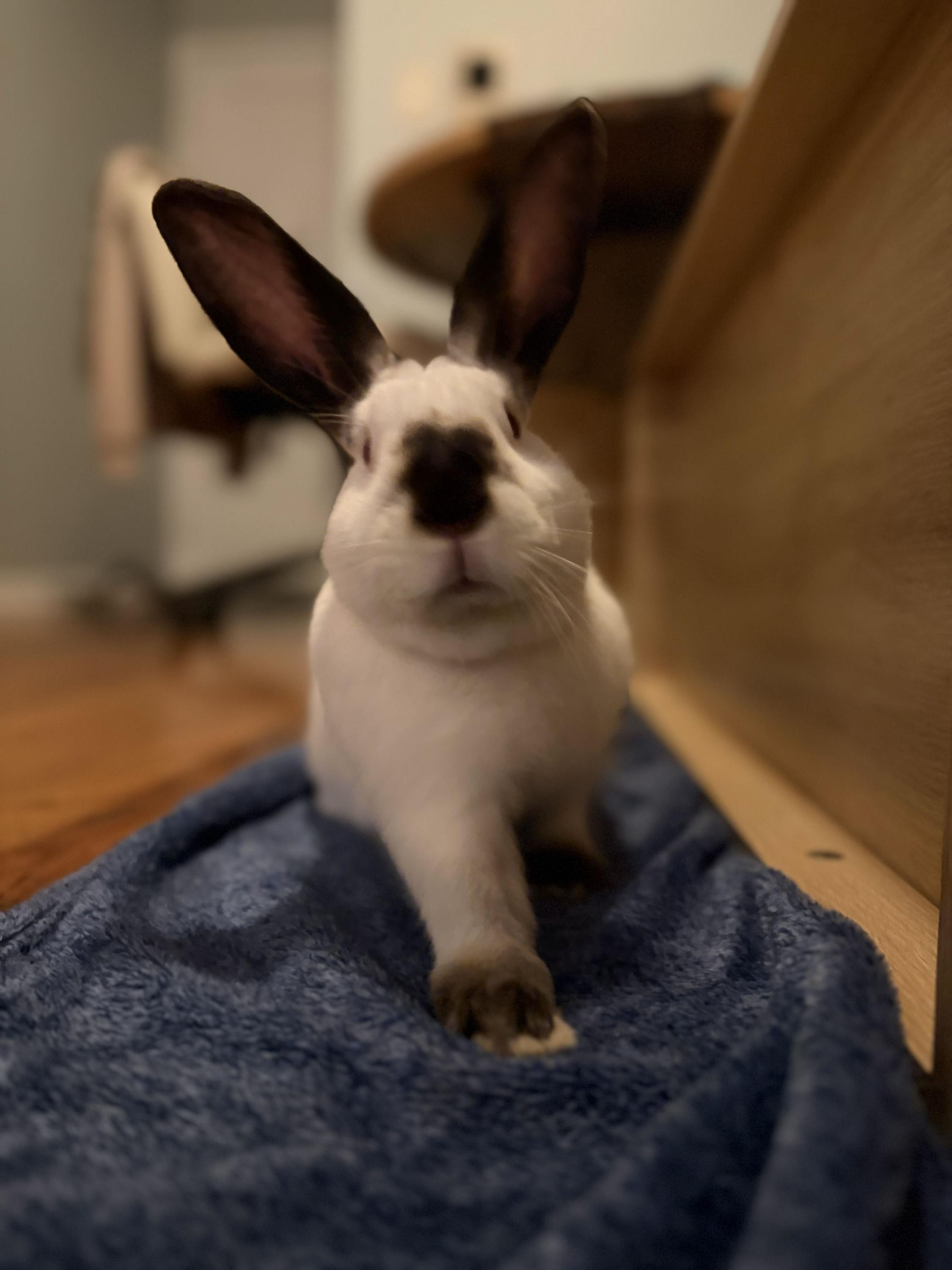 Enlarge Pumpernickel, a Adoptable Himalayan in New York, NY image 5/5