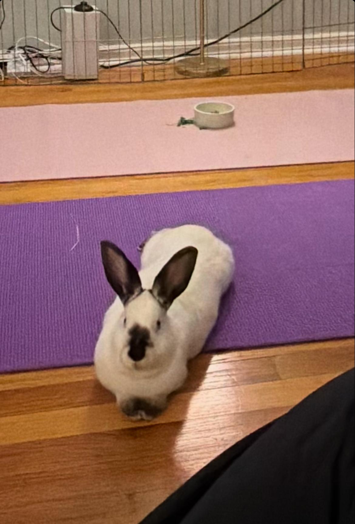 Enlarge Pumpernickel, a Adoptable Himalayan in New York, NY image 3/5