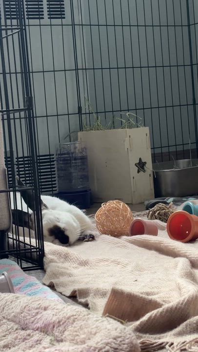 Enlarge Pumpernickel, a Adoptable Himalayan in New York, NY video 2/5