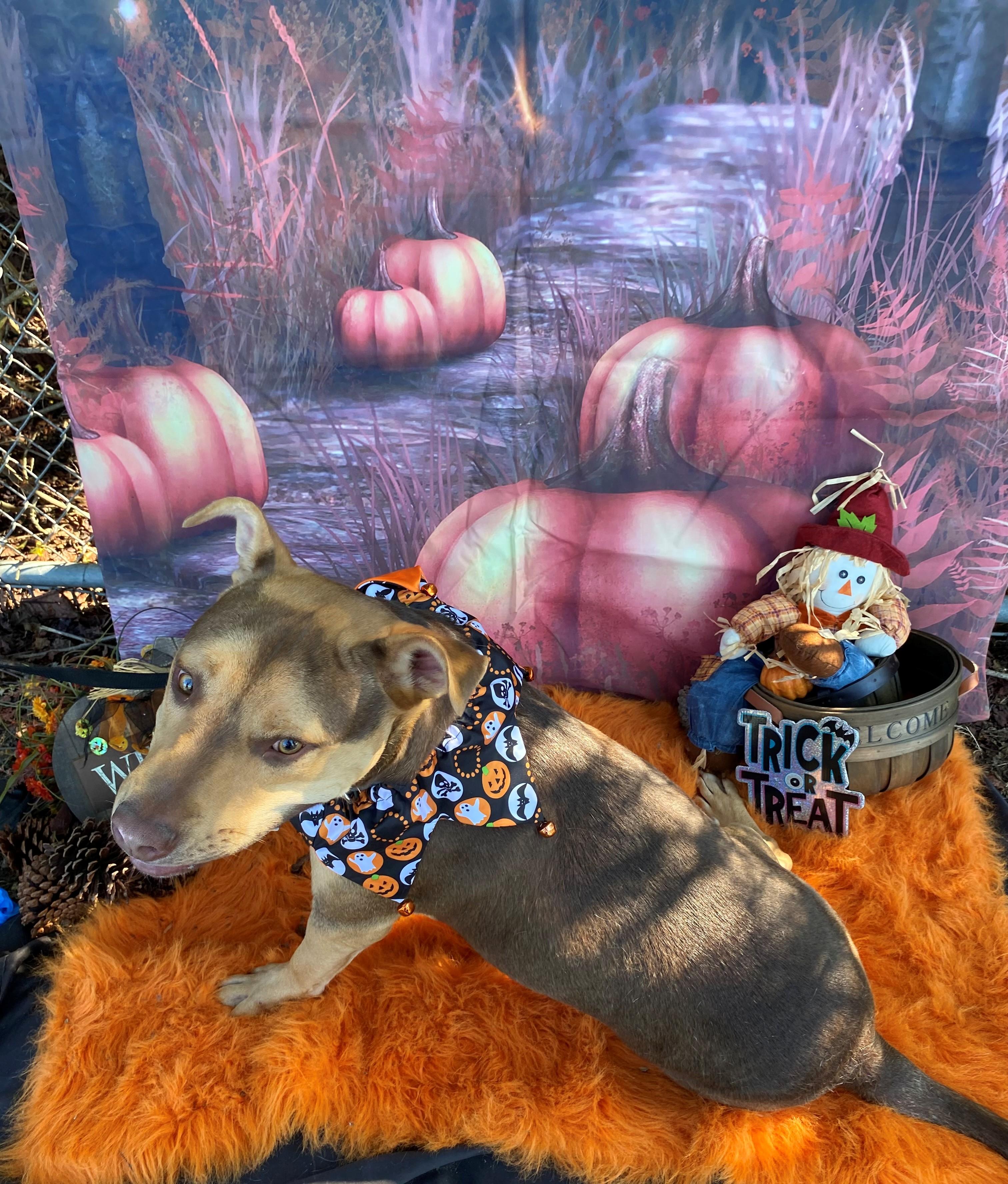 Enlarge Dion 58907259, a Adoptable Mixed Breed in Harvey , LA image 1/6