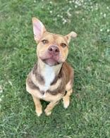 Dion 58907259 Mixed Breed Dog