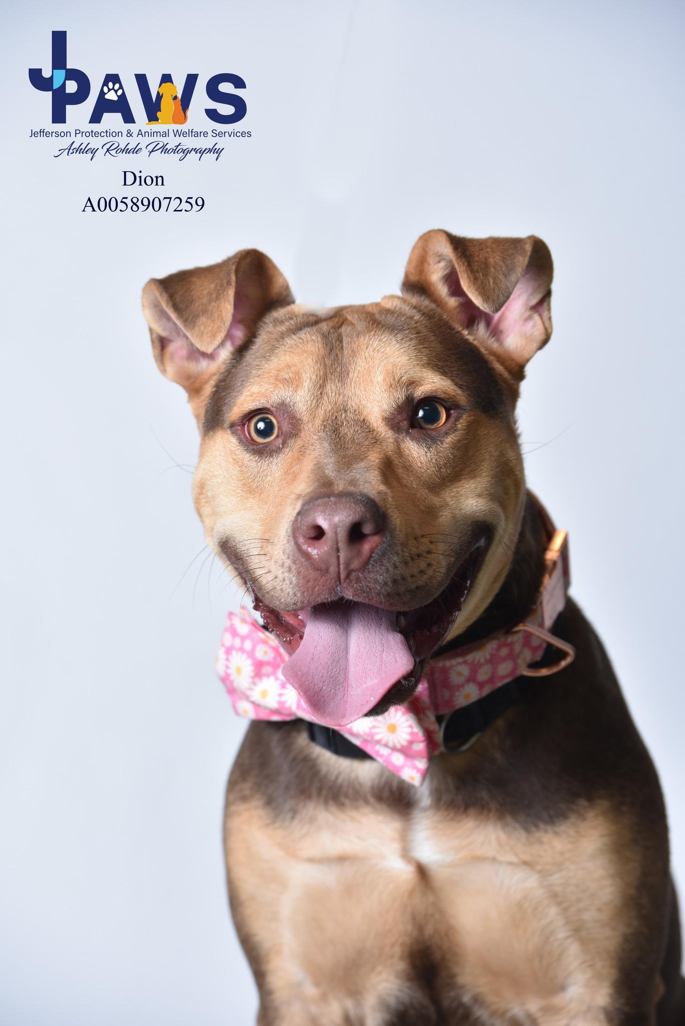 Dion 58907259, Adoptable, Adult Male Mixed Breed.