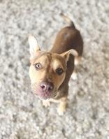 Enlarge Dion 58907259, a Adoptable Mixed Breed in Harvey , LA image 5/6