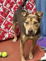 Enlarge Dion 58907259, a Adoptable Mixed Breed in Harvey , LA image 6/6