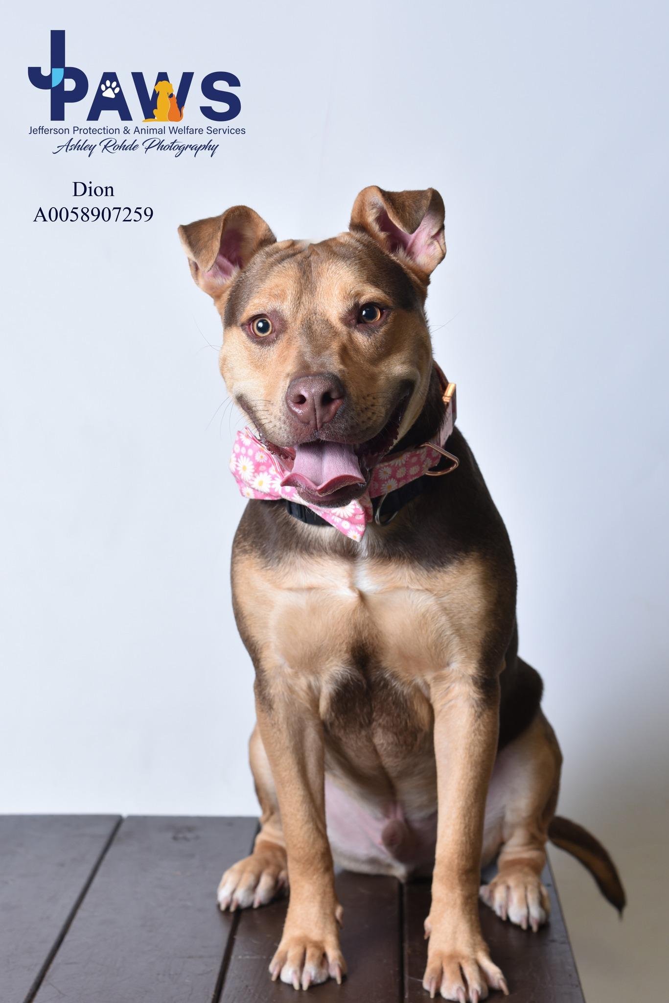 Enlarge Dion 58907259, a Adoptable Mixed Breed in Harvey , LA image 3/6