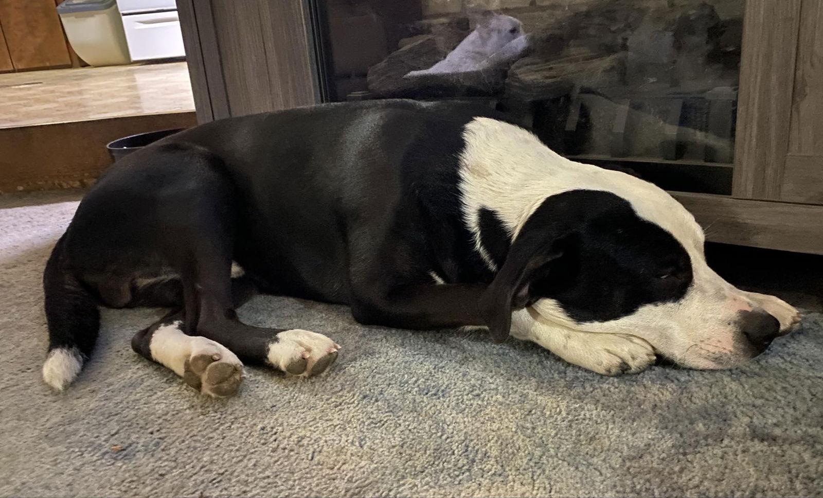 Farmer, Adoptable, Adult Male Pit Bull Terrier.