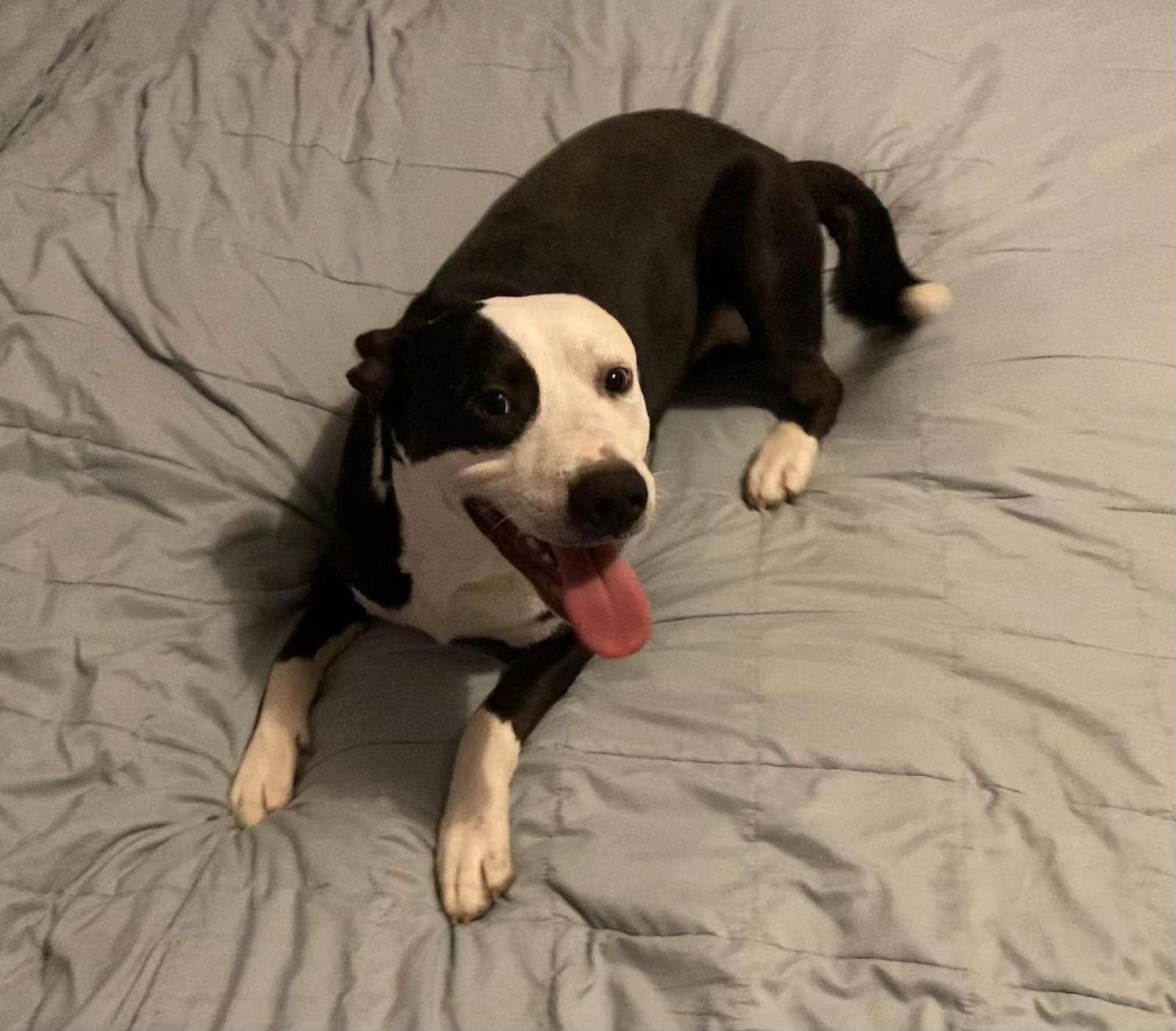 Enlarge Farmer, a Adoptable Pit Bull Terrier in Germantown, OH image 2/3