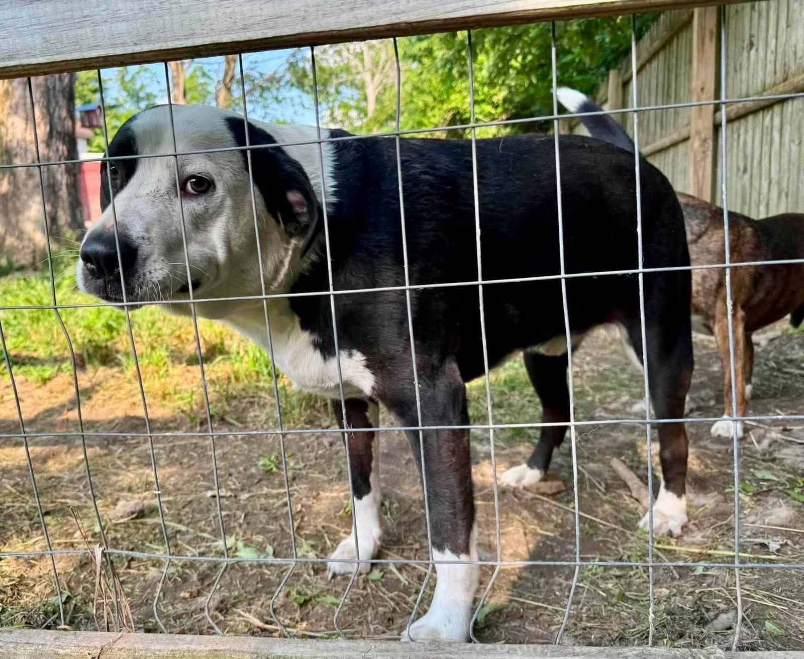 Farmer, Adoptable, Adult Male Pit Bull Terrier.