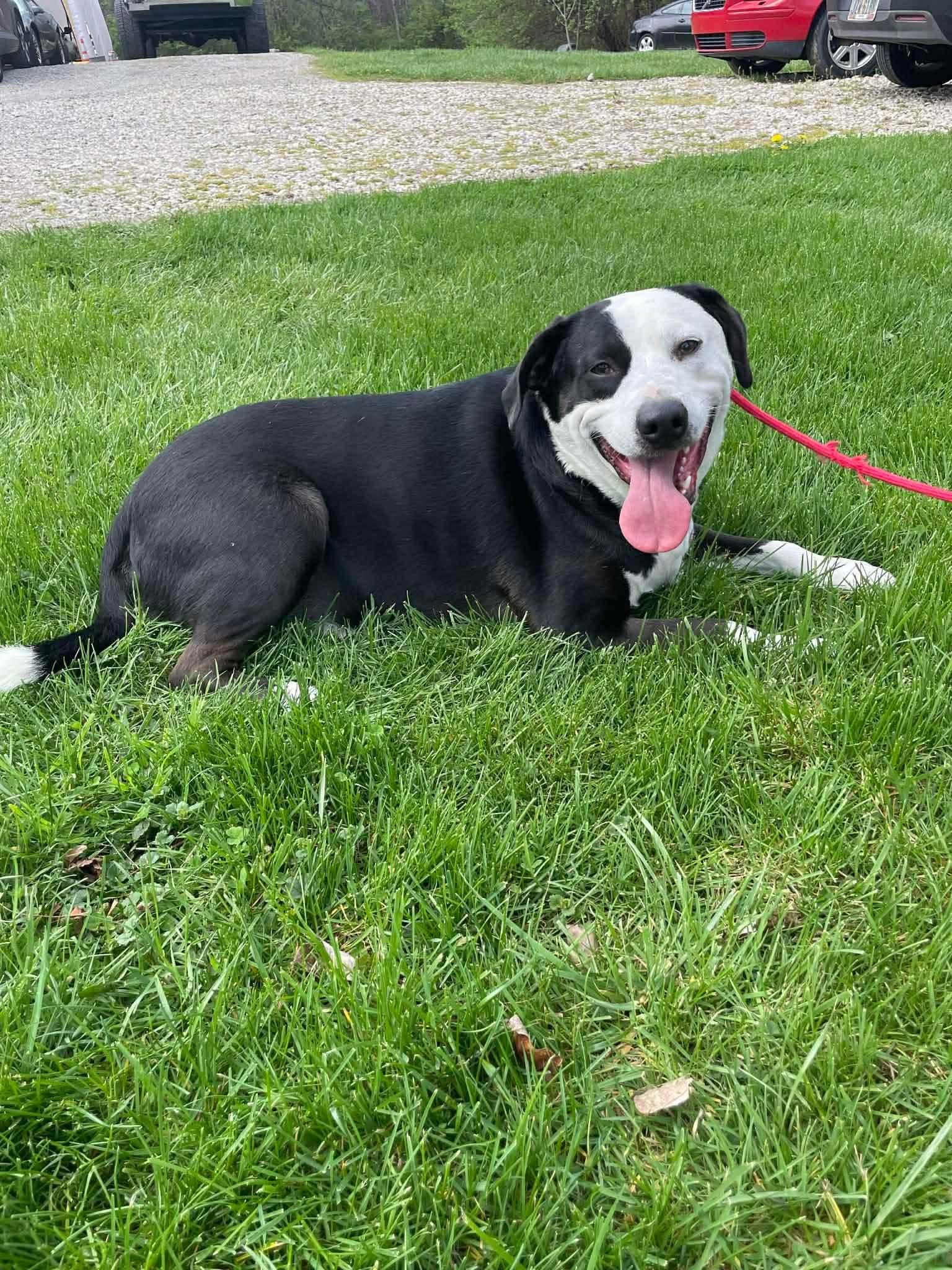 Farmer, Adoptable, Adult Male Pit Bull Terrier.