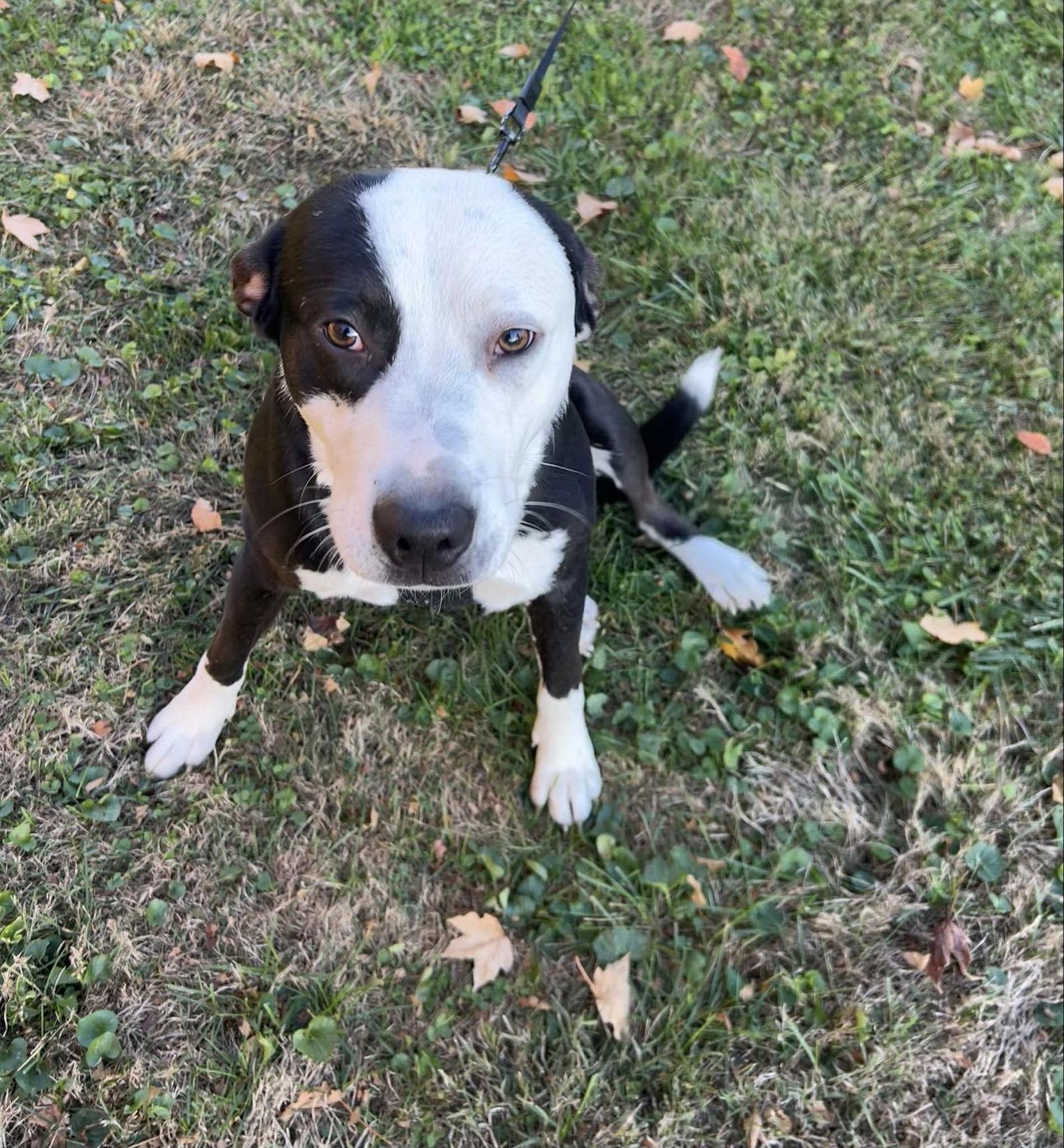 Enlarge Farmer, a Adoptable Pit Bull Terrier in Germantown, OH image 3/3