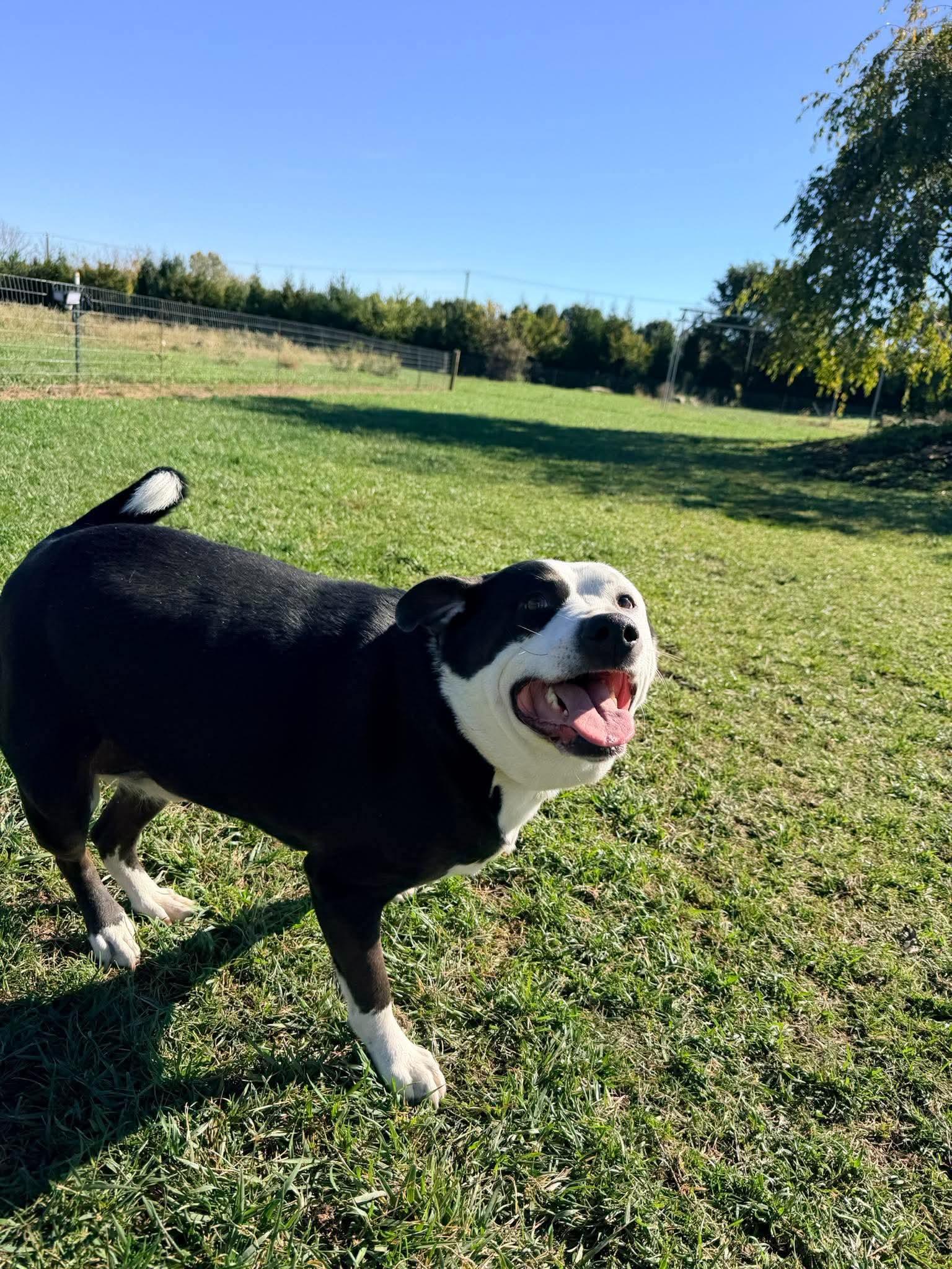 Enlarge Farmer, a Adoptable mixed breed in Germantown, OH image 2/3