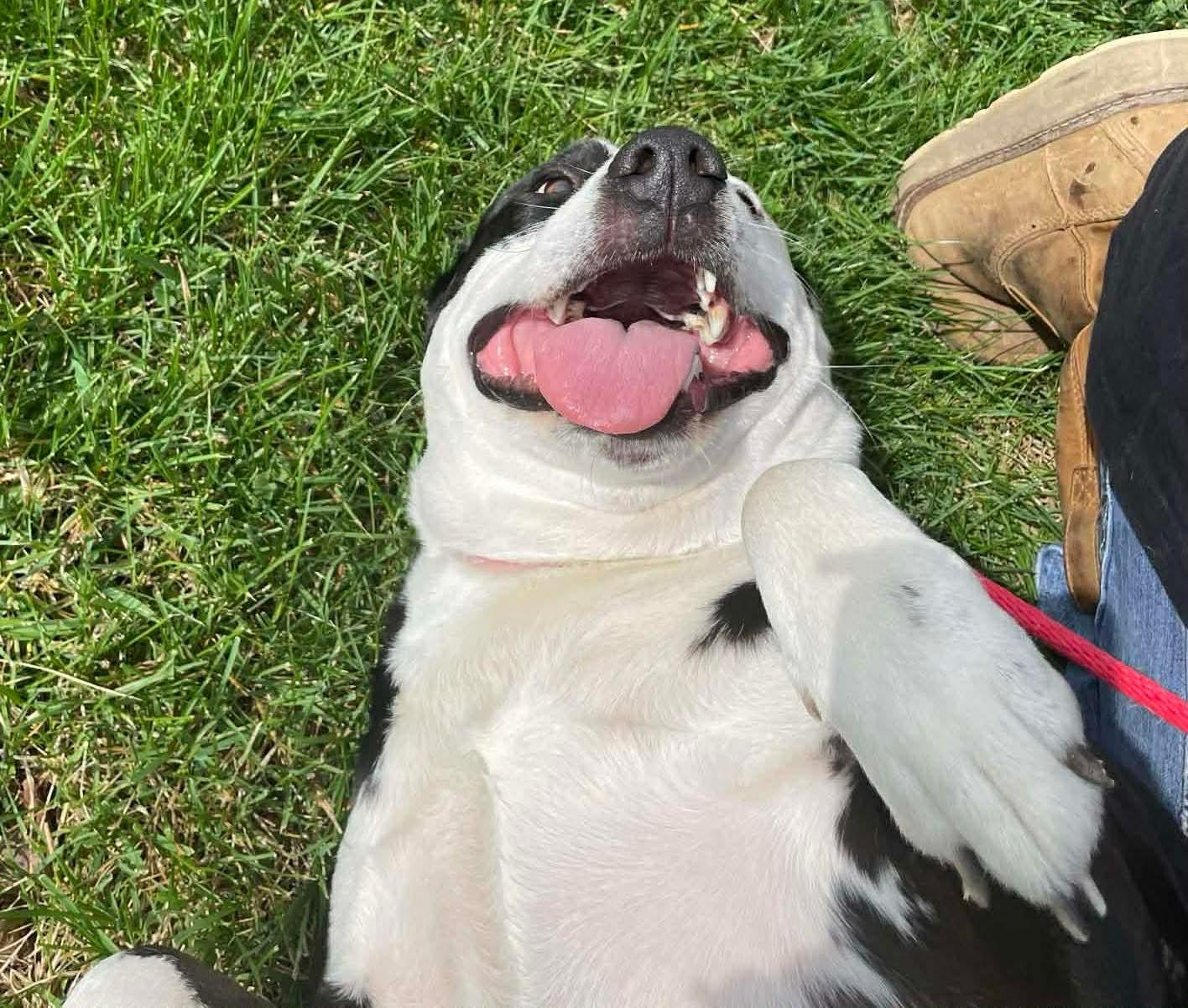 Enlarge Farmer, a Adoptable Pit Bull Terrier in Germantown, OH image 2/3