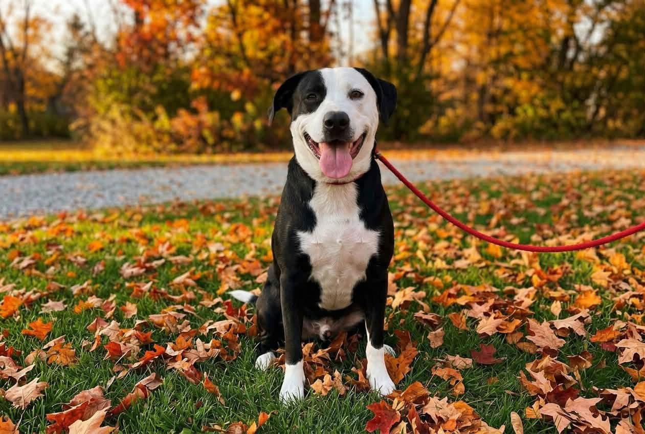 Enlarge Farmer, a Adoptable mixed breed in Germantown, OH image 3/3