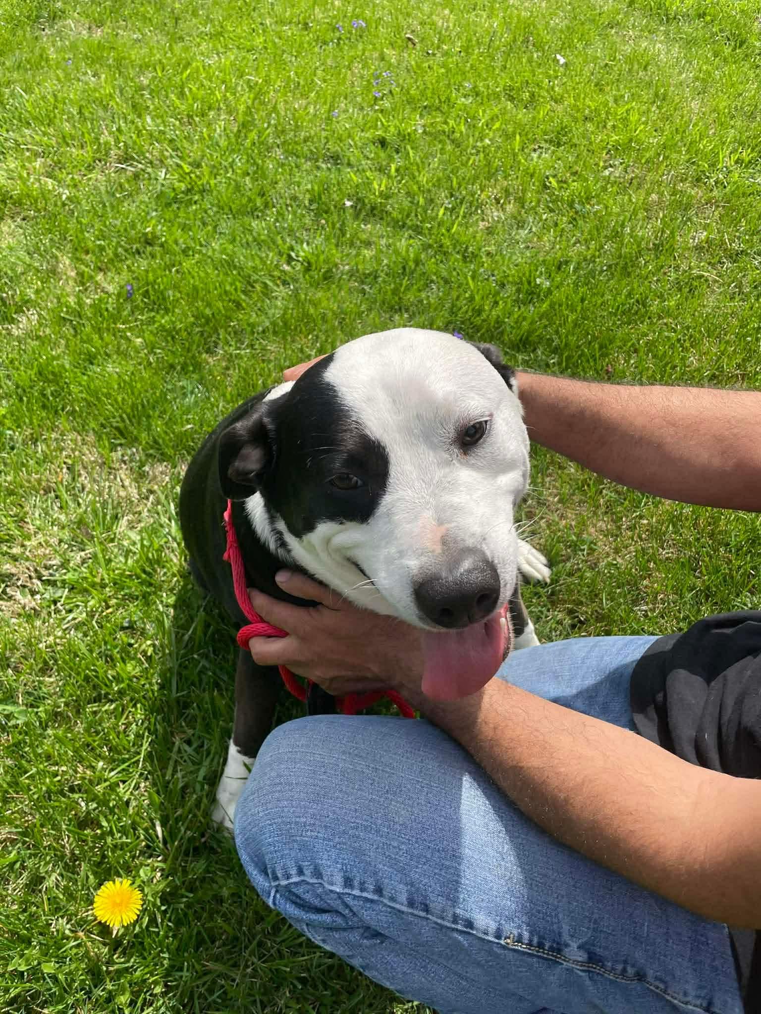 Enlarge Farmer, a Adoptable Pit Bull Terrier in Germantown, OH image 3/3