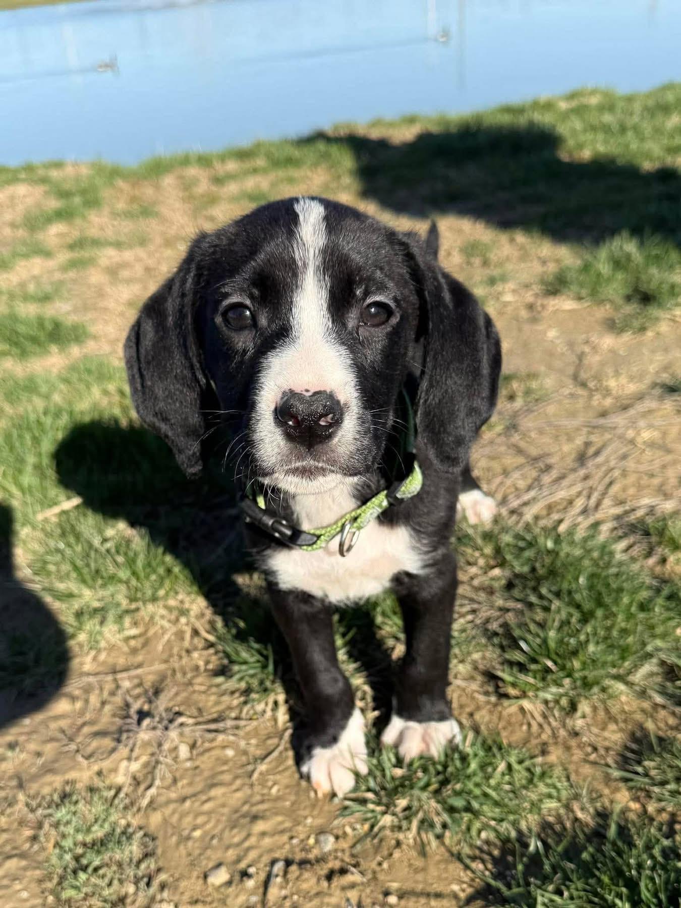 Maximus, ADOPTABLE, Puppy Male Mixed Breed.