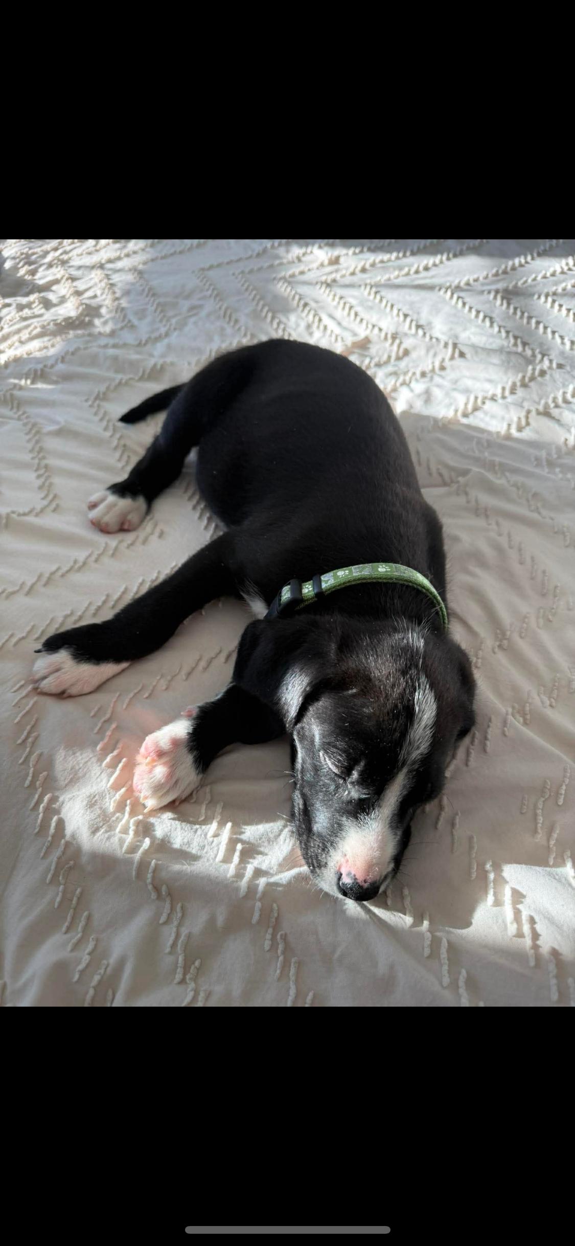 Enlarge Maximus, a ADOPTABLE Mixed Breed in Fountaintown, IN image 4/6