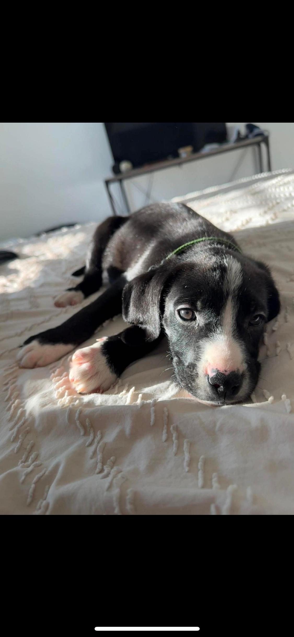 Enlarge Maximus, a ADOPTABLE Mixed Breed in Fountaintown, IN image 3/6