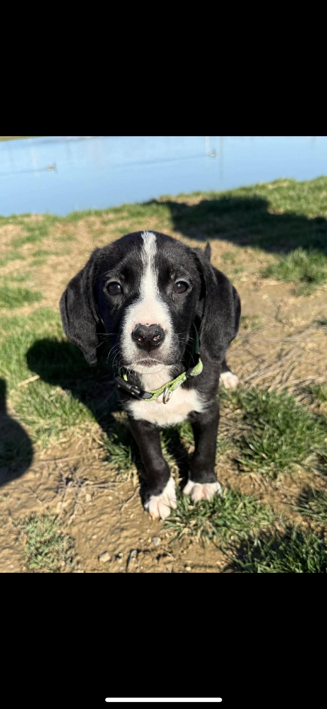 Enlarge Maximus, a ADOPTABLE Mixed Breed in Fountaintown, IN image 6/6
