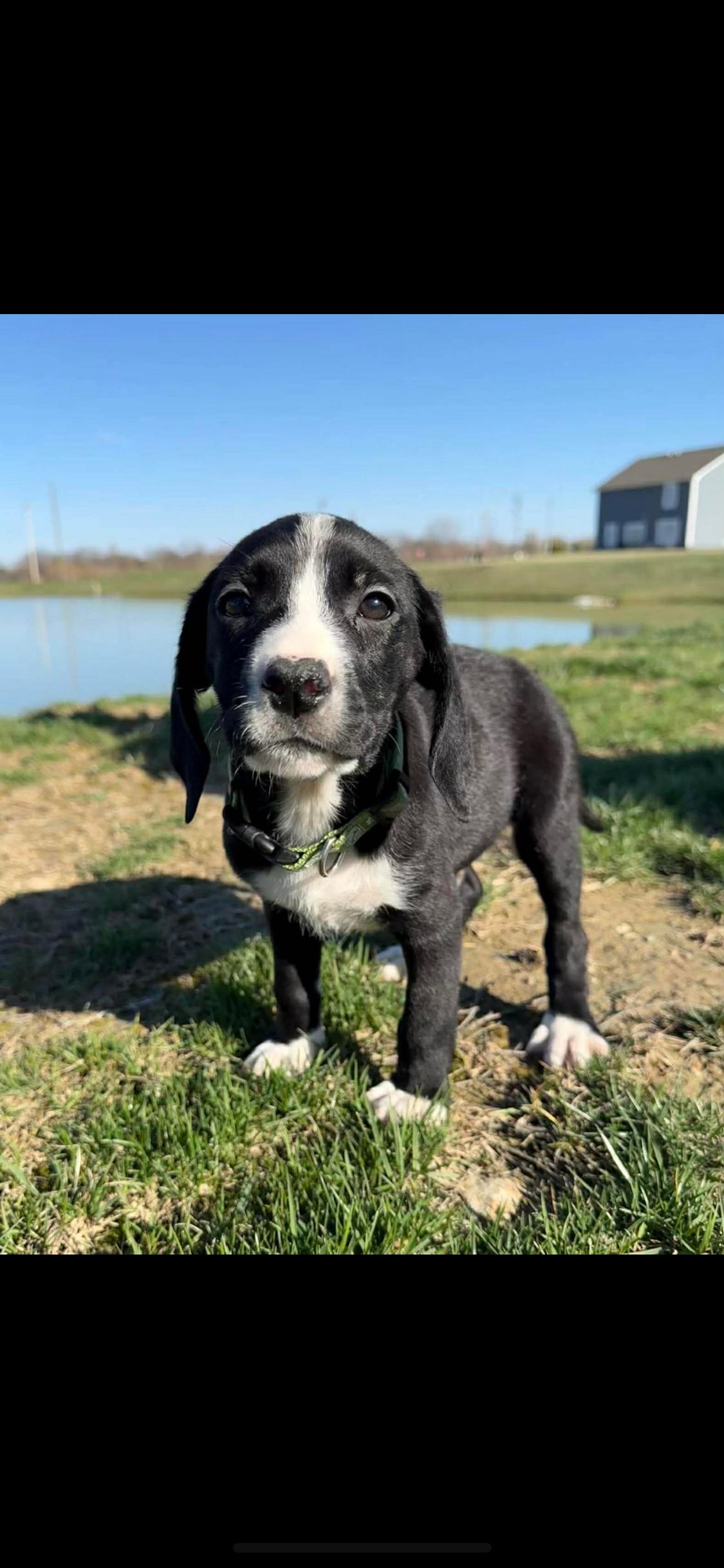 Enlarge Maximus, a ADOPTABLE Mixed Breed in Fountaintown, IN image 5/6