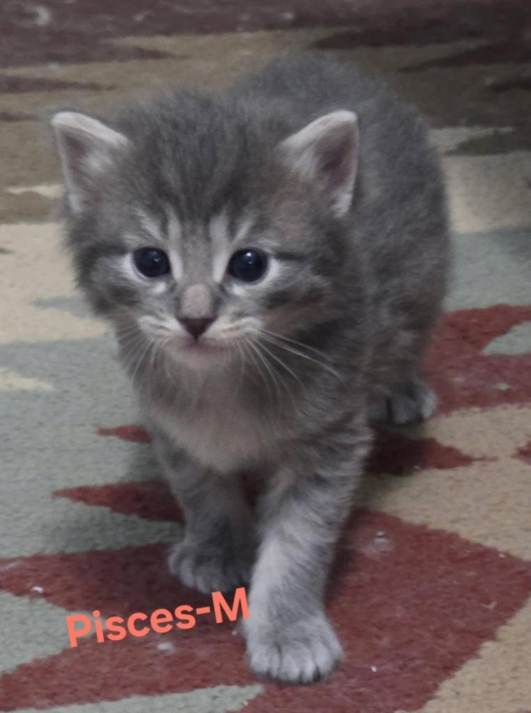 PISCES Kitten (m) photo