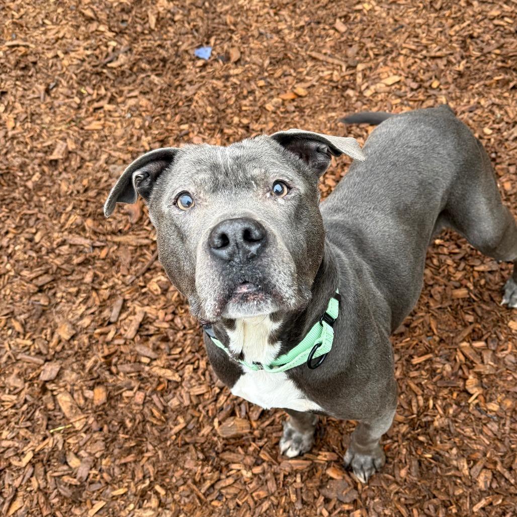 Smokey, Adoptable, Adult Male Pit Bull Terrier.