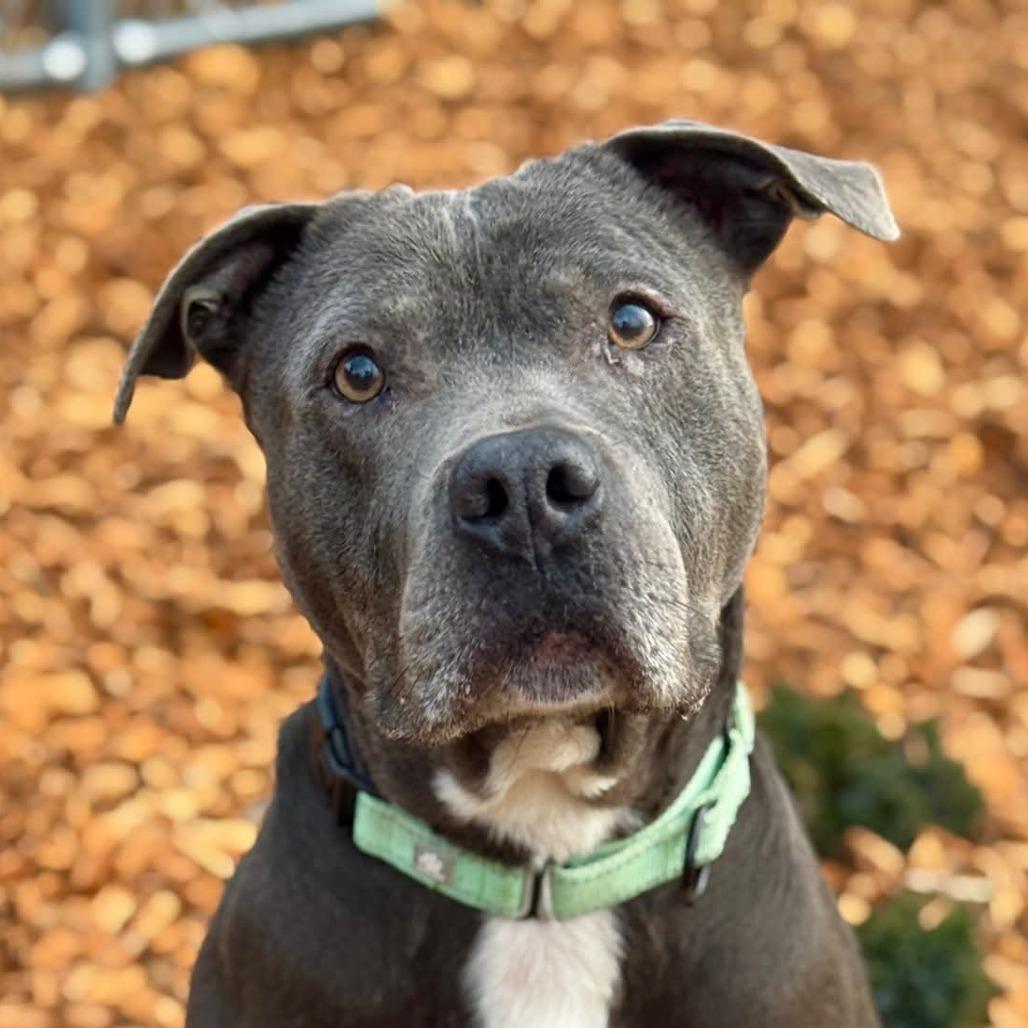 Smokey, a Adoptable Pit Bull Terrier in Tacoma, WA image 2/3