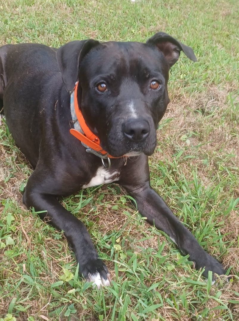 Enlarge Remy, a Adoptable Pit Bull Terrier in Magnolia, DE image 1/4